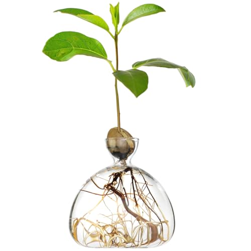AGONIS® Aufzucht-Glas für Avocados und Kastanien | Hochwertiges Keimglas, besonderes Garten...