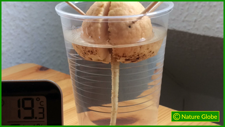 Avocado seed with roots