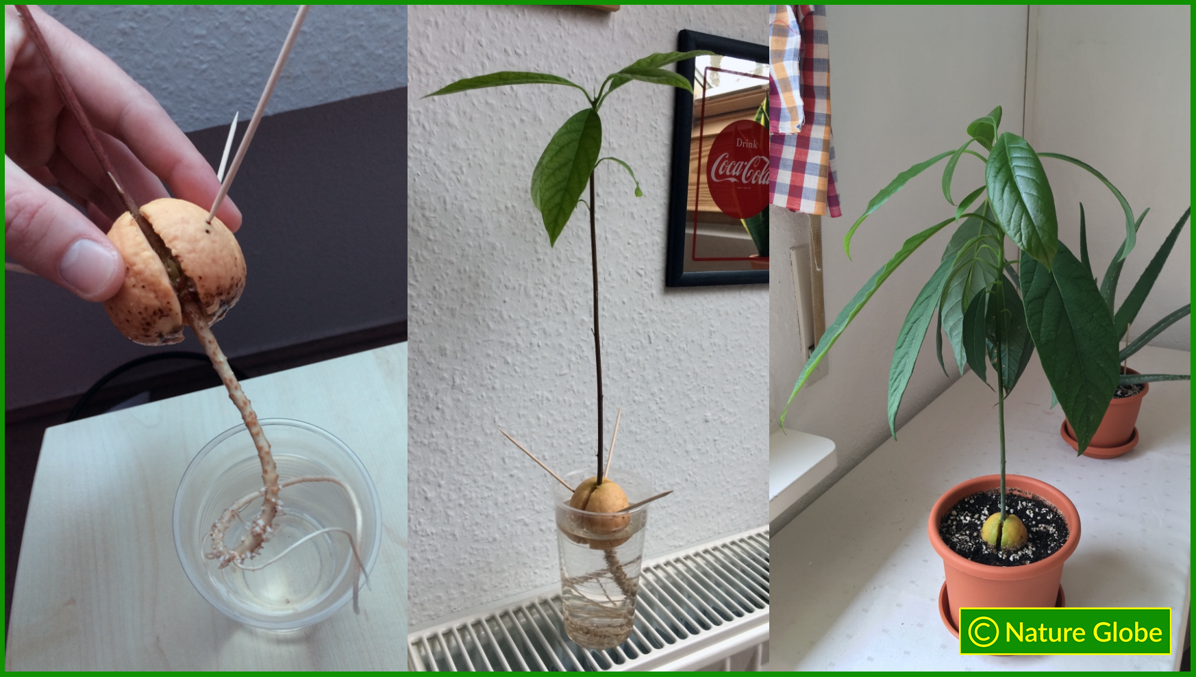 Successfully sprouted avocado seed