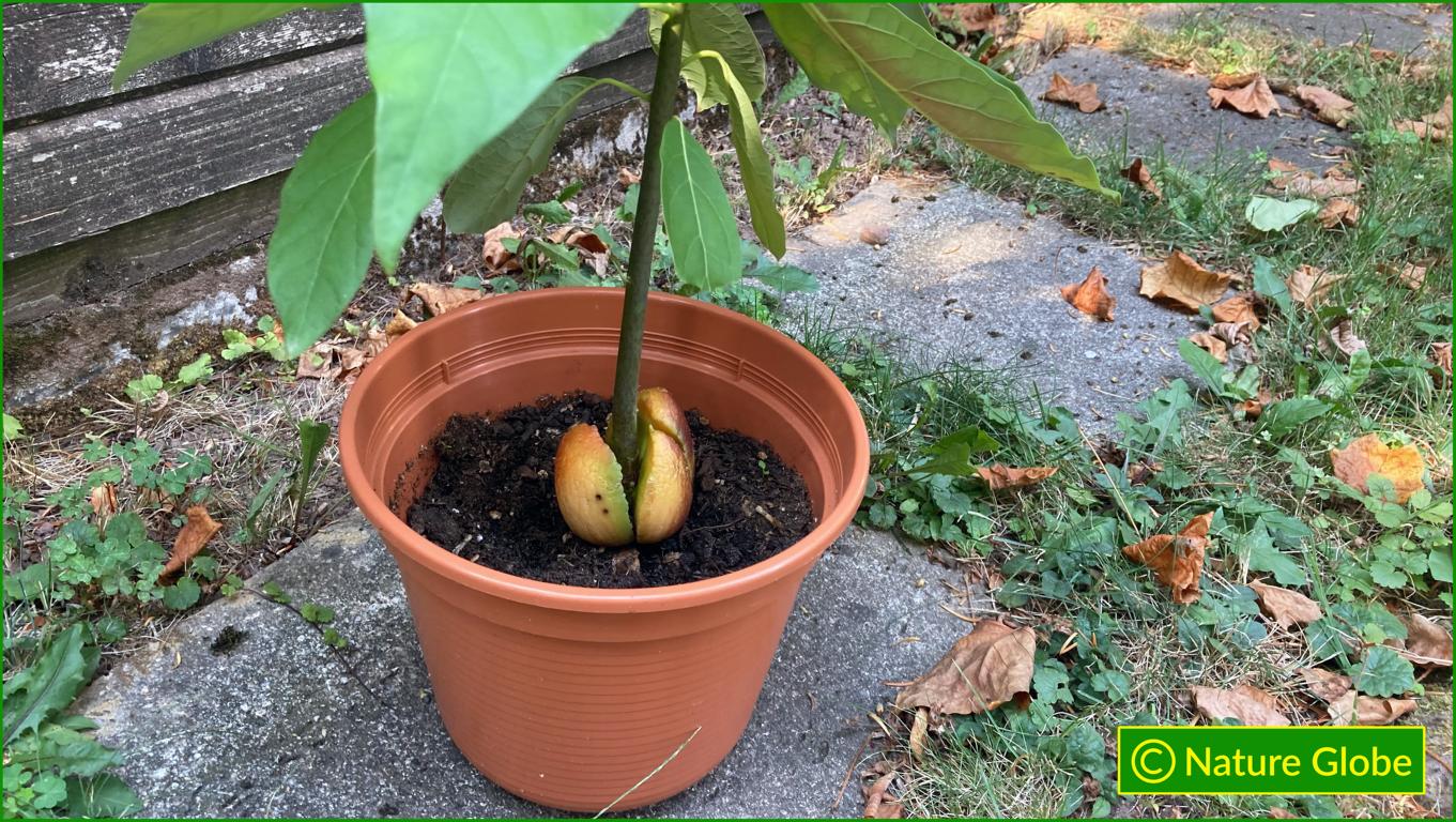Growing Avocado Seeds in Soil