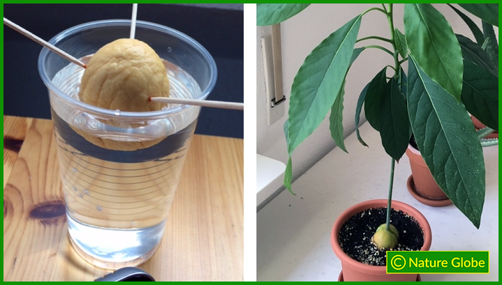 Avocado Seed in Water & Soil