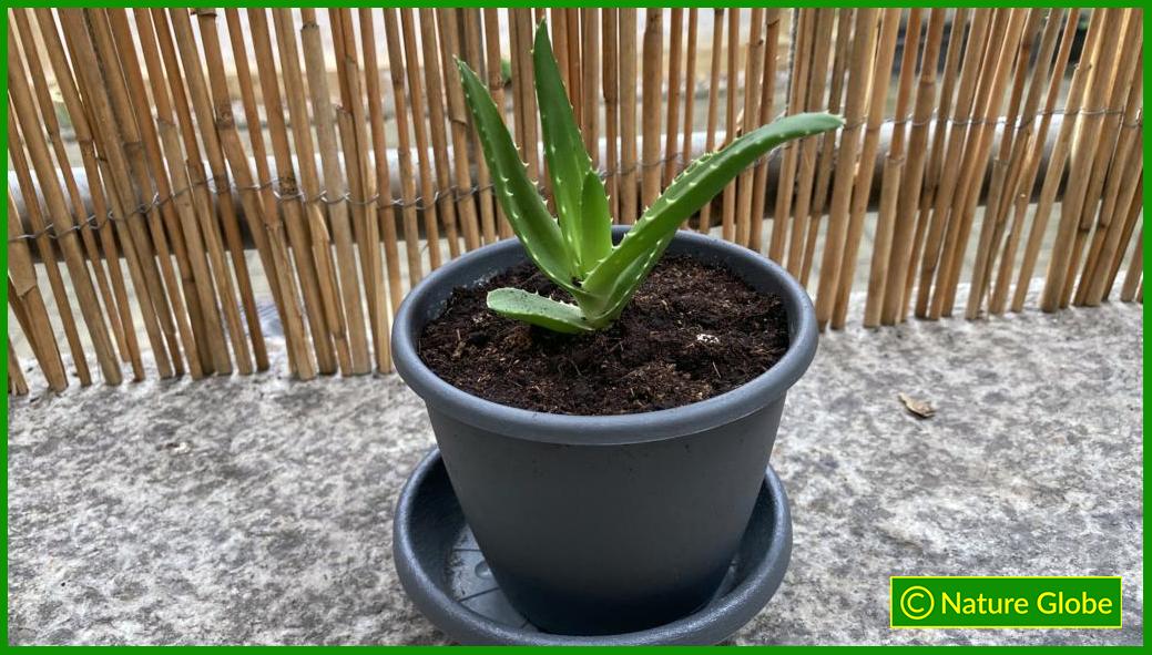 Eingepflanzter Aloe Ciliaris Ableger