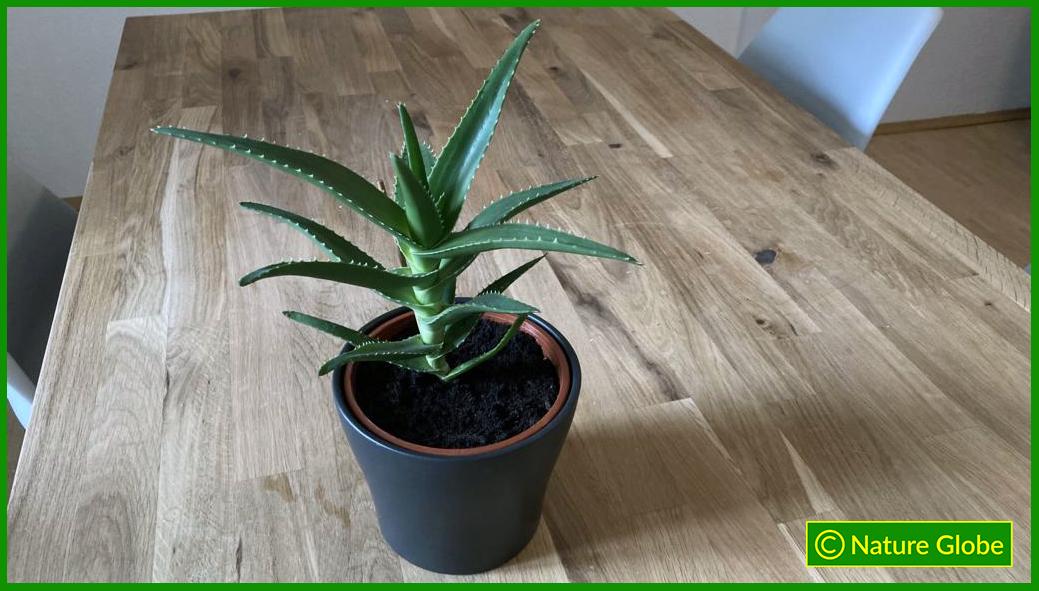 Ansicht Aloe Ciliaris Mutterpflanze