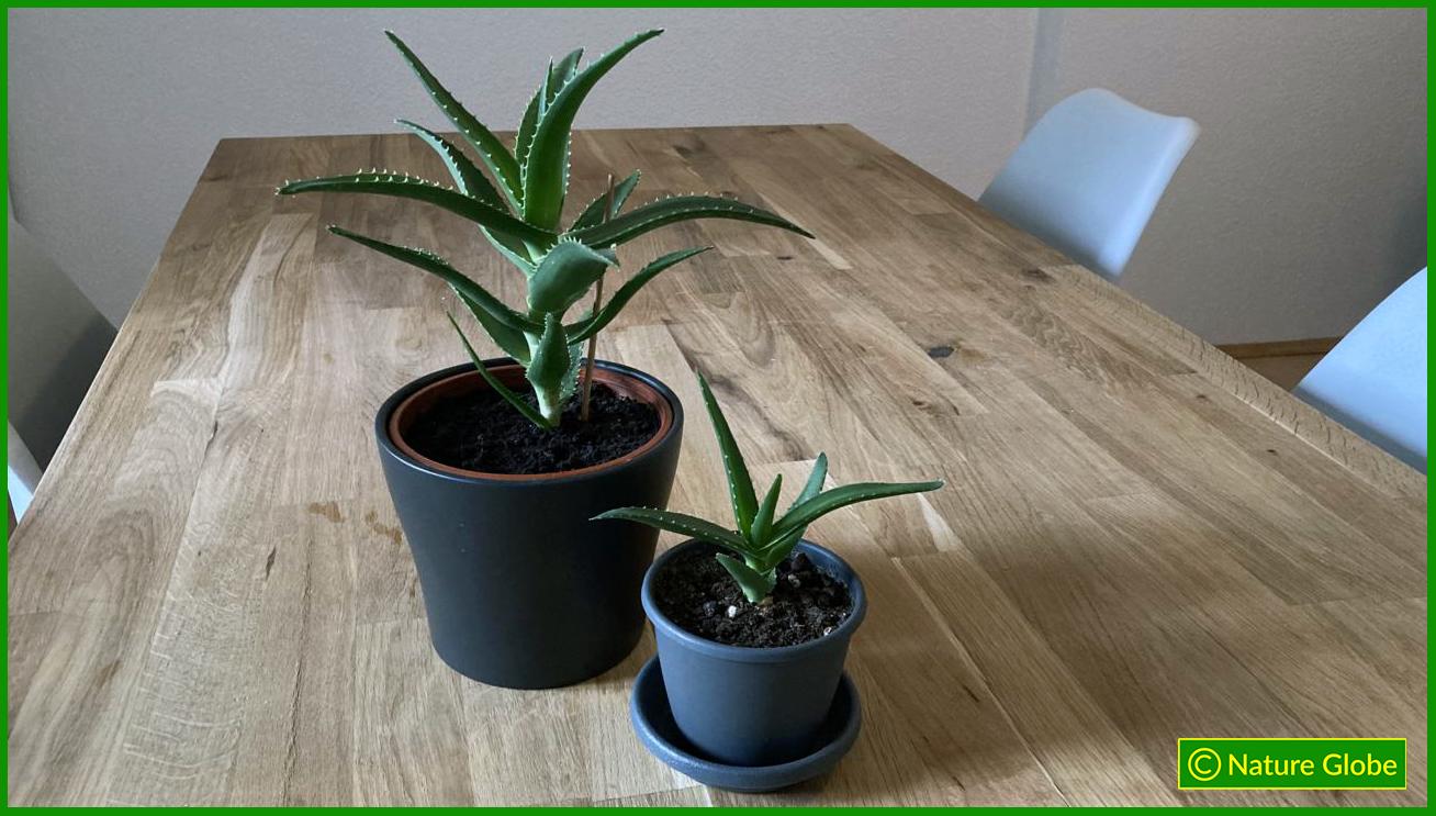 Aloe Ciliaris mit Ableger