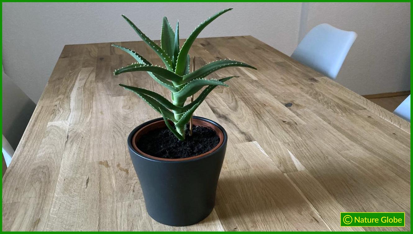 Aloe Ciliaris Houseplant
