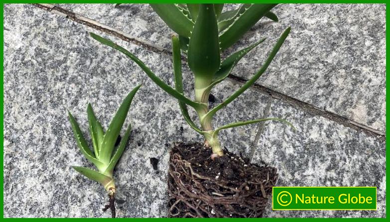 Climbing Aloe Root Ball and Offshoot