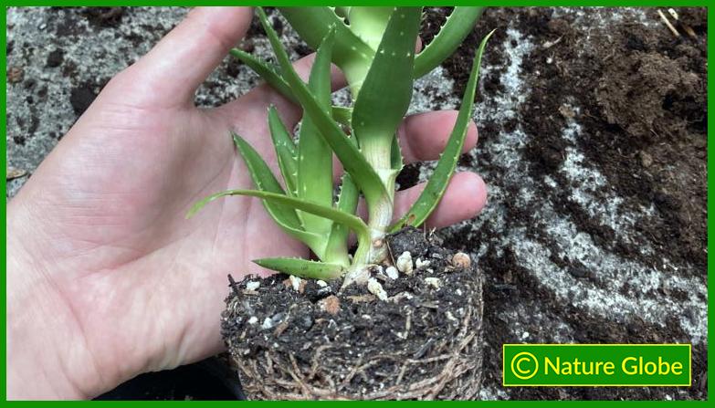 Aloe Ciliaris Repotting