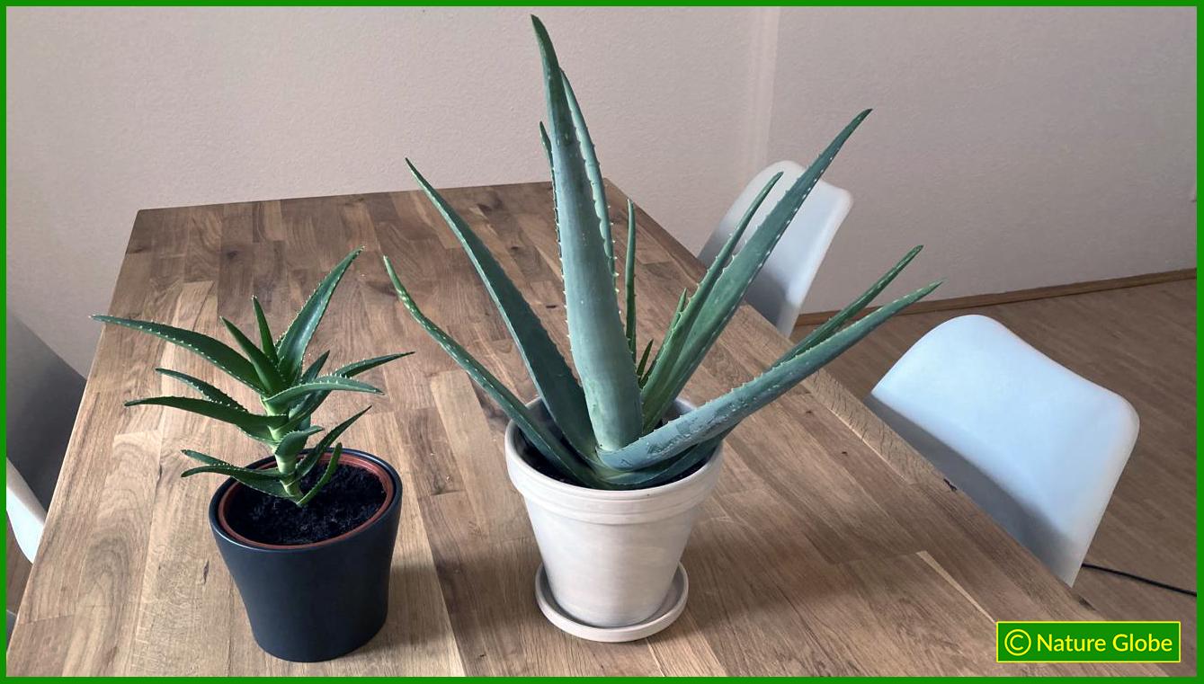 Vergleich Aloe Ciliaris und Aloe Vera